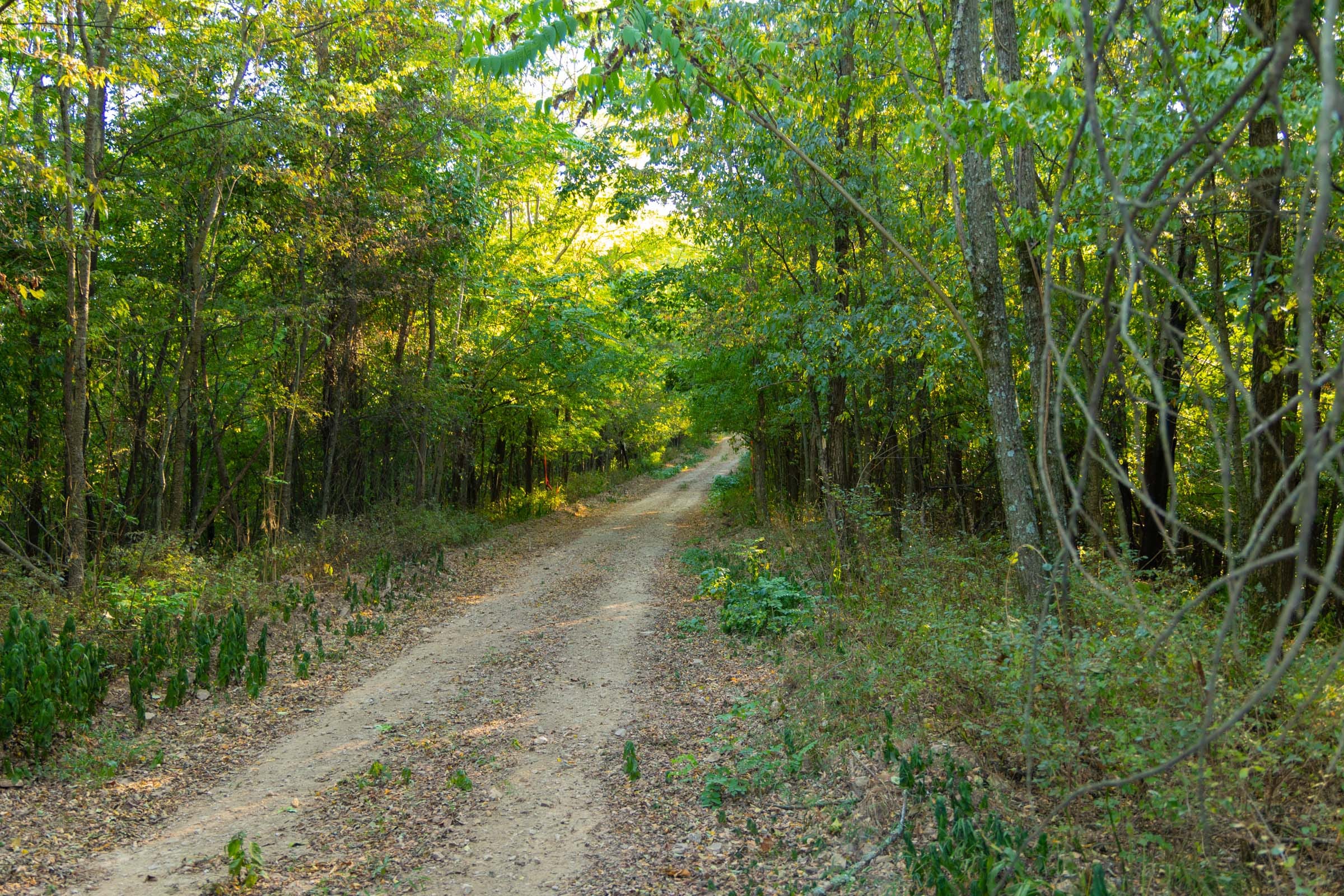 Big White Oak Tract 112 photo 17