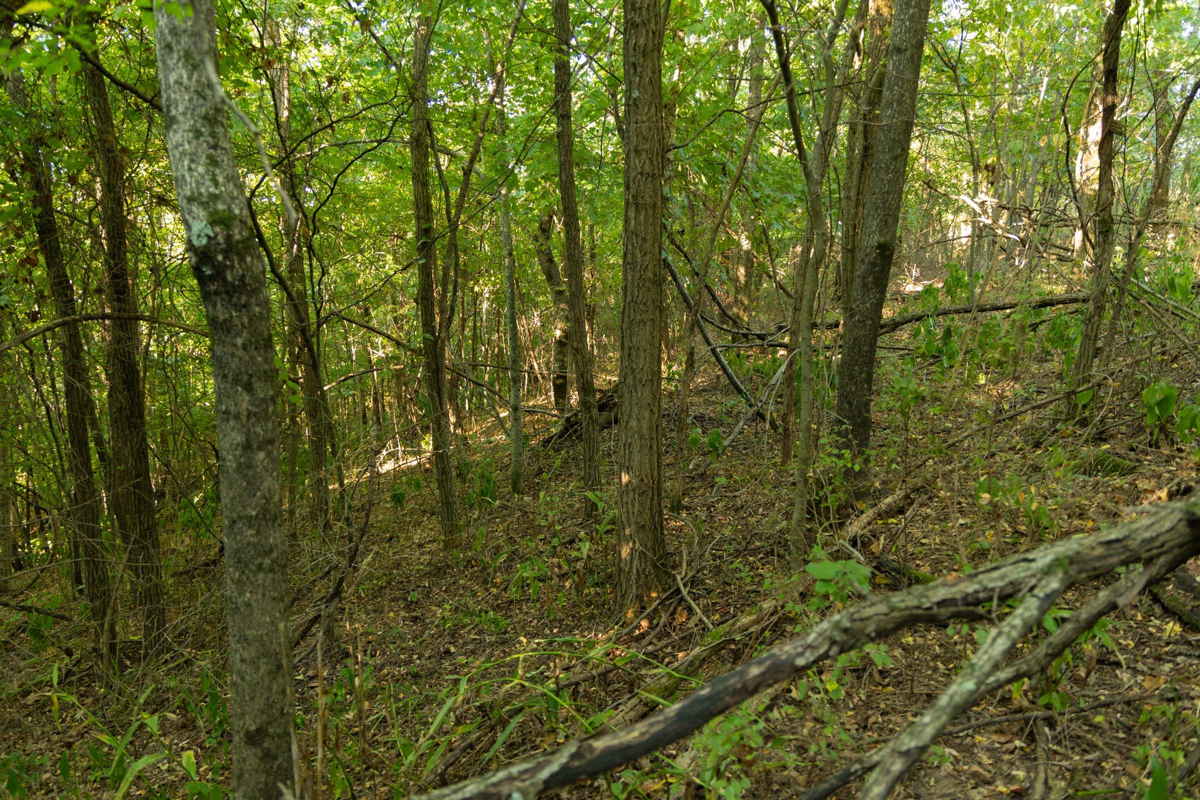 Big White Oak Tract 112 photo 15