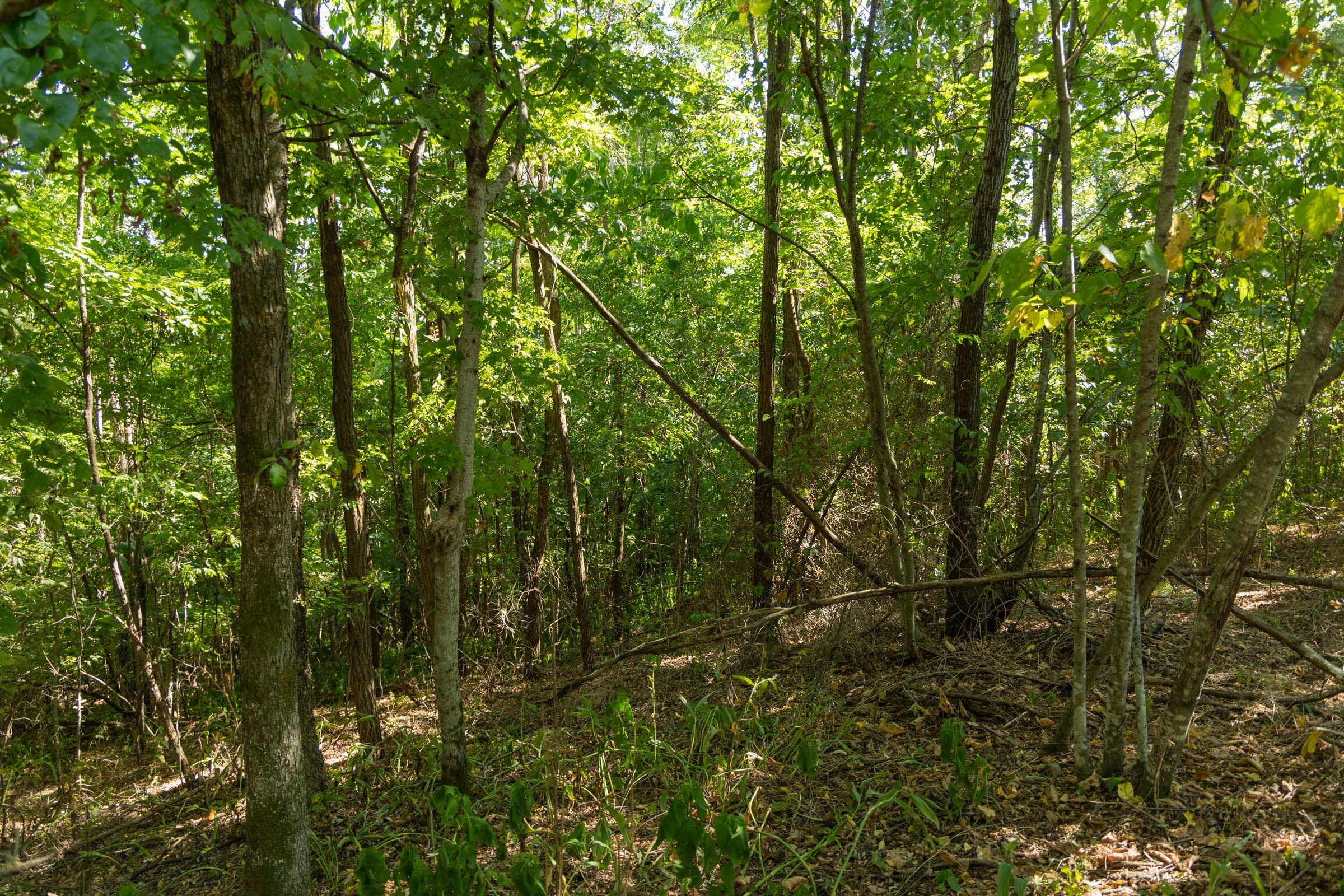 Big White Oak Tract 112 photo 14
