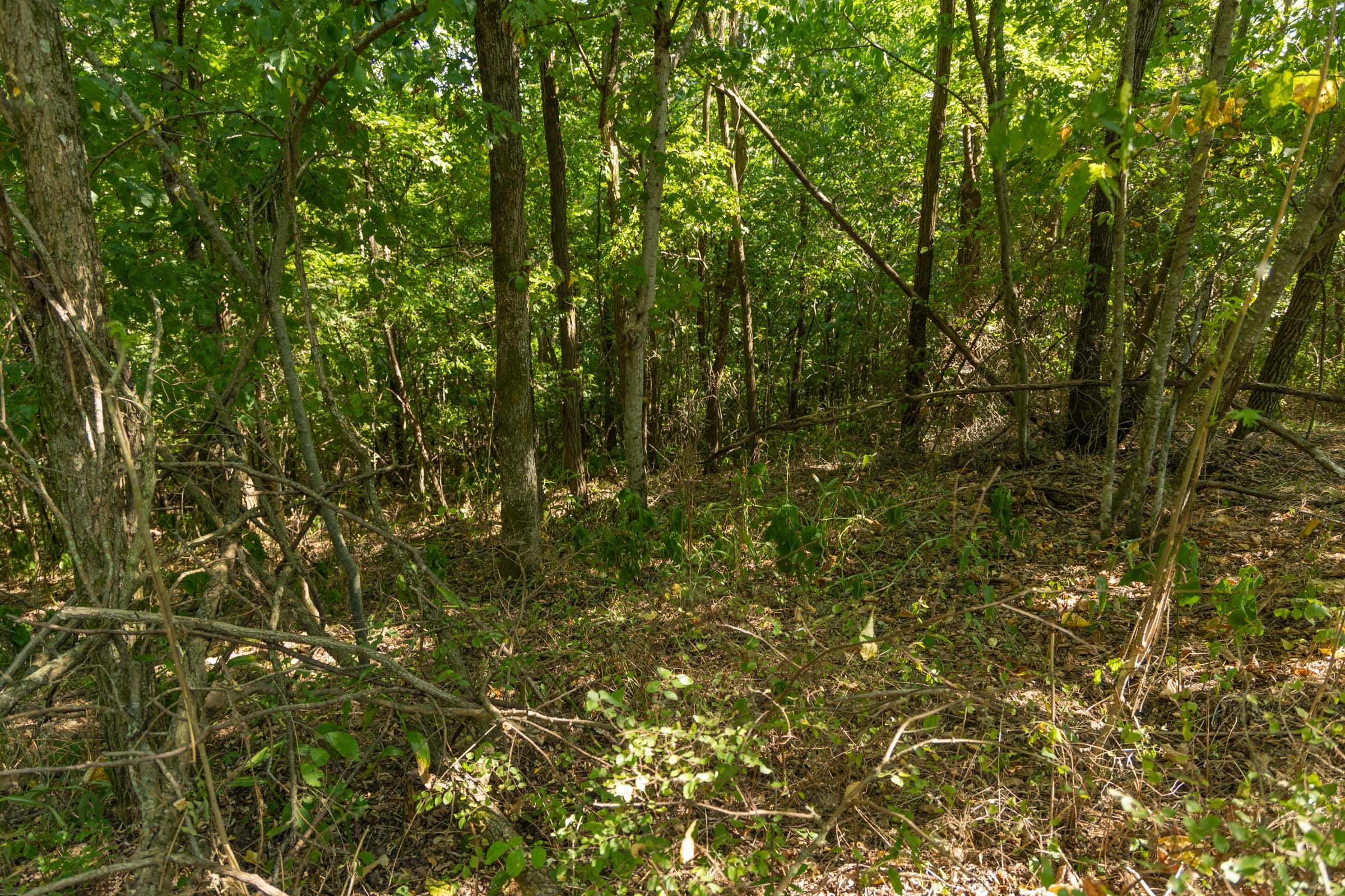Big White Oak Tract 112 photo 13