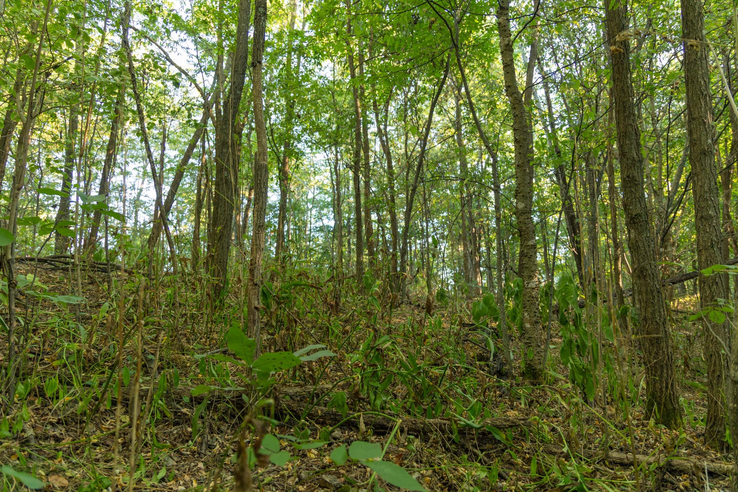 Big White Oak Tract 112 photo 12