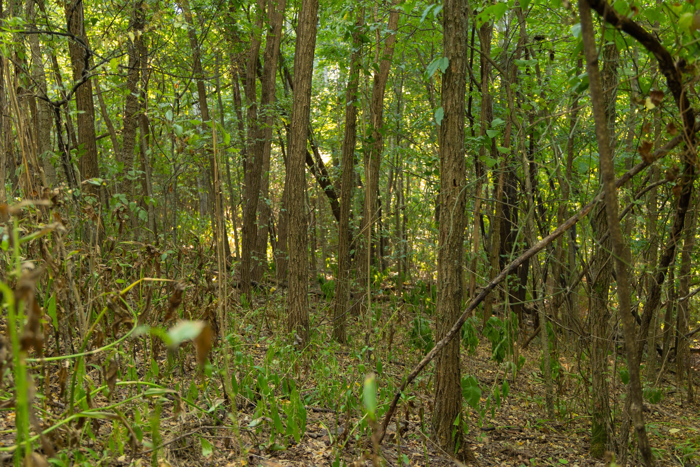 Big White Oak Tract 112 photo 11