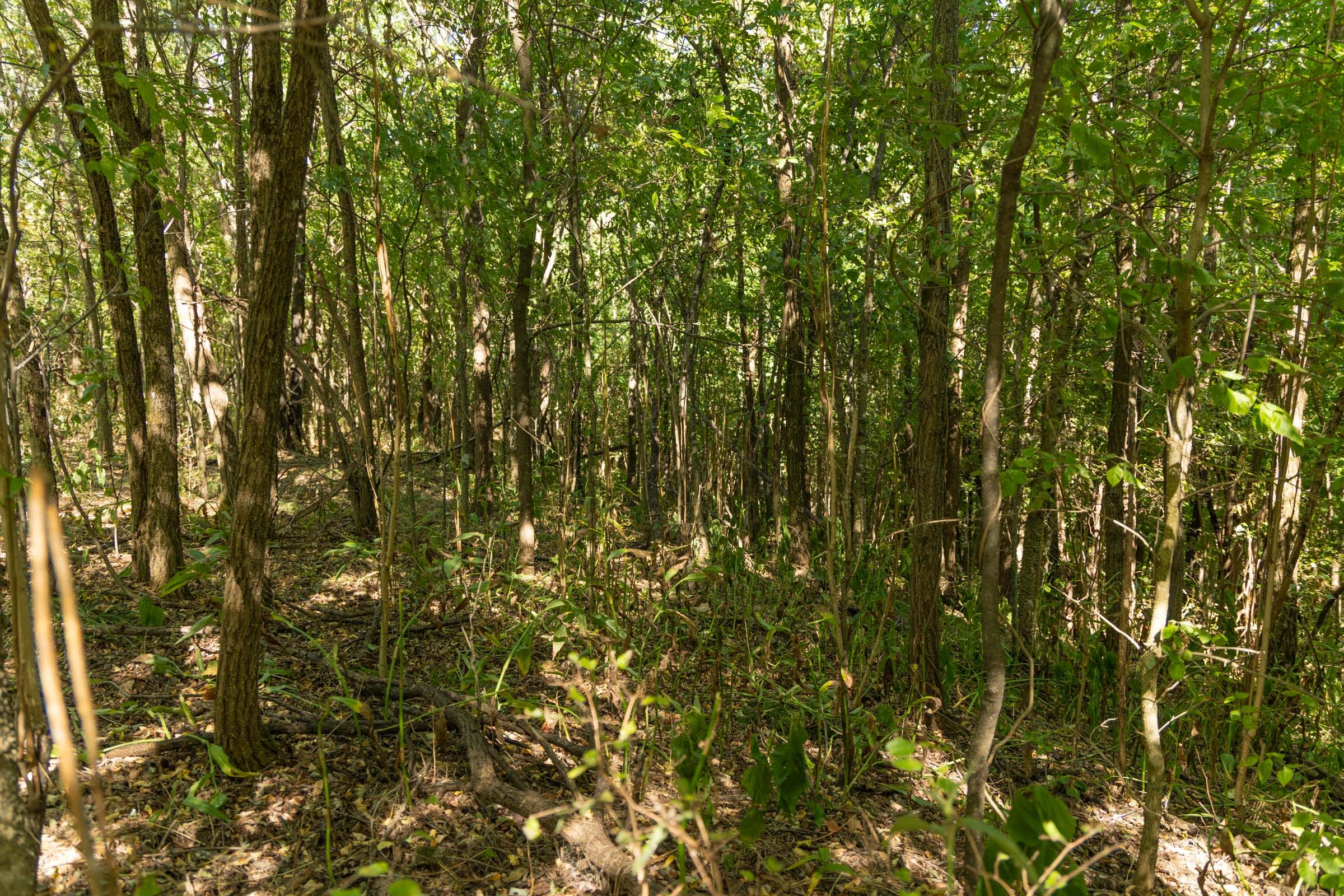 Big White Oak Tract 112 photo 10