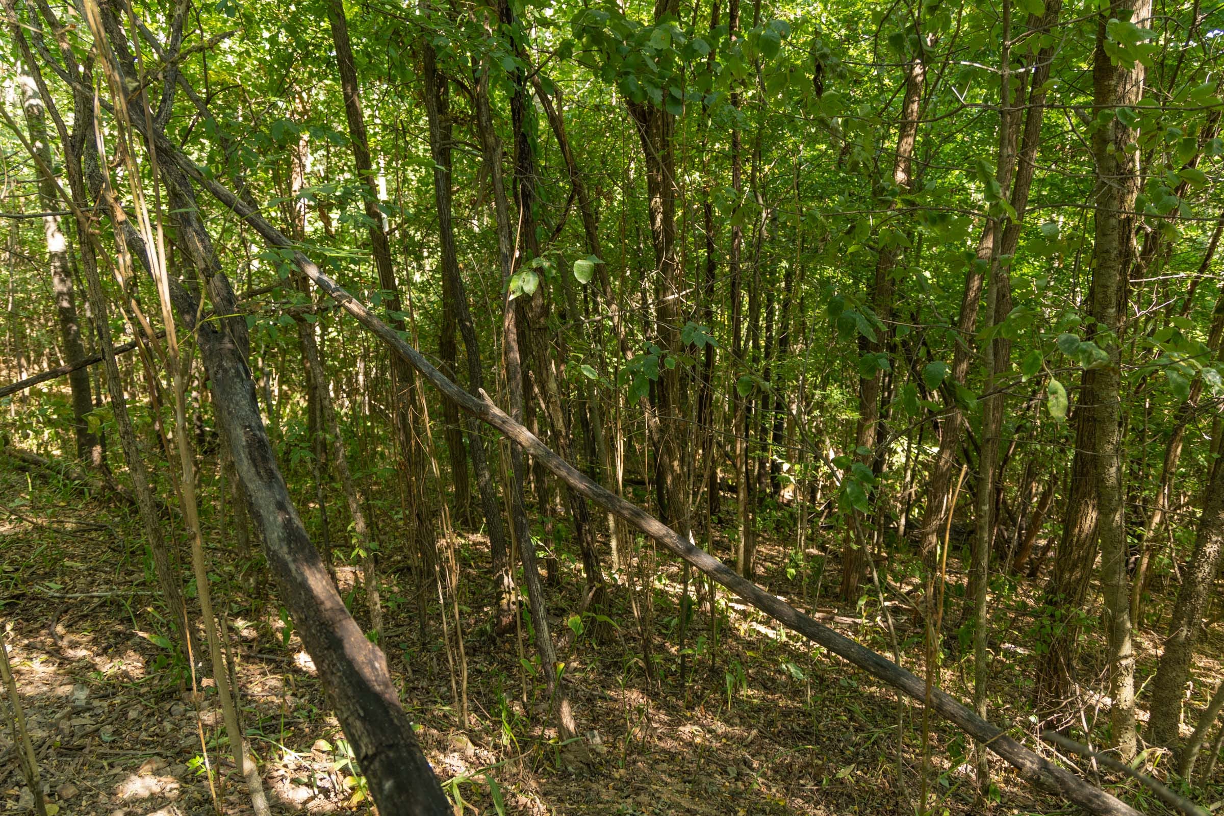 Big White Oak Tract 112 photo 9