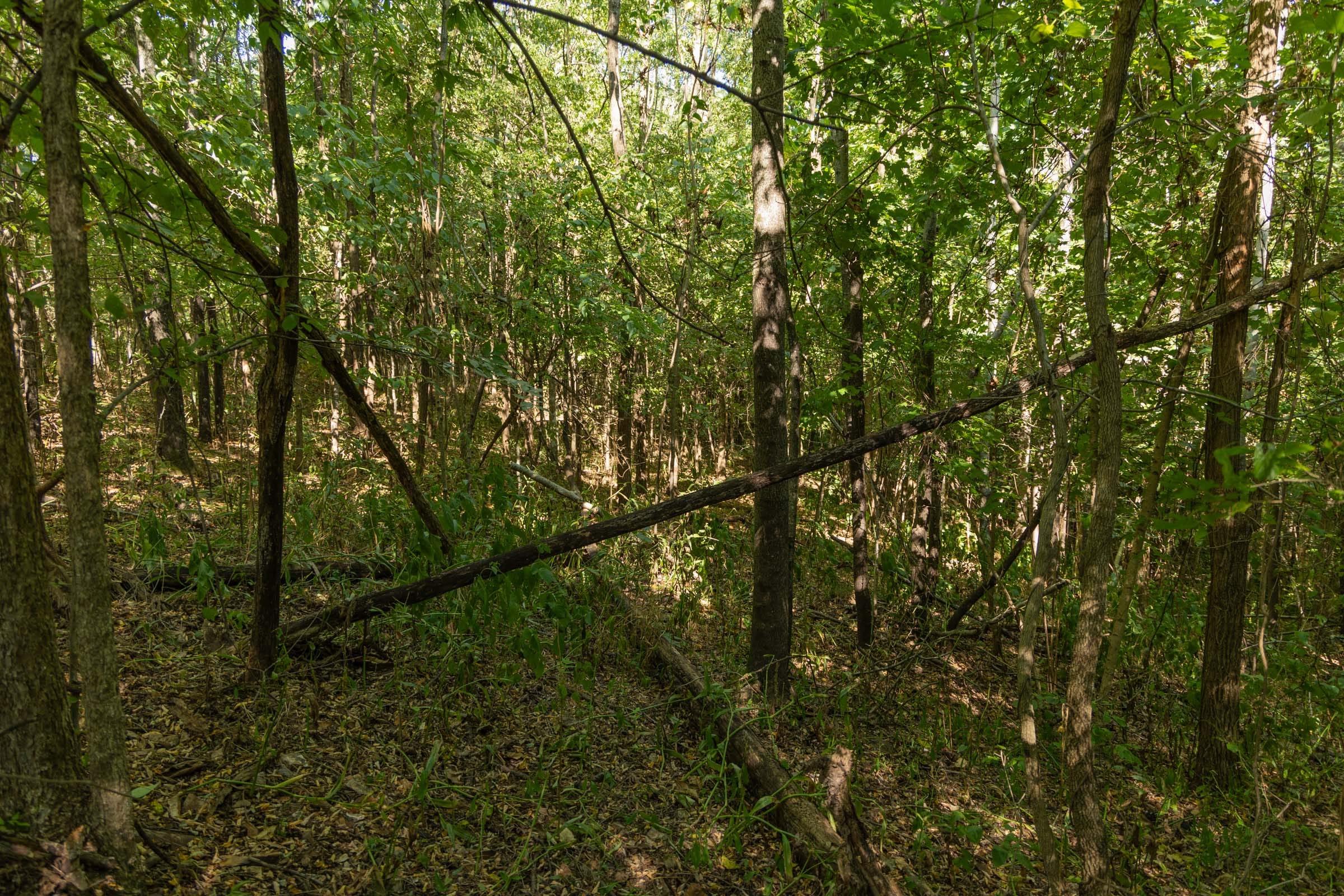Big White Oak Tract 112 photo 8