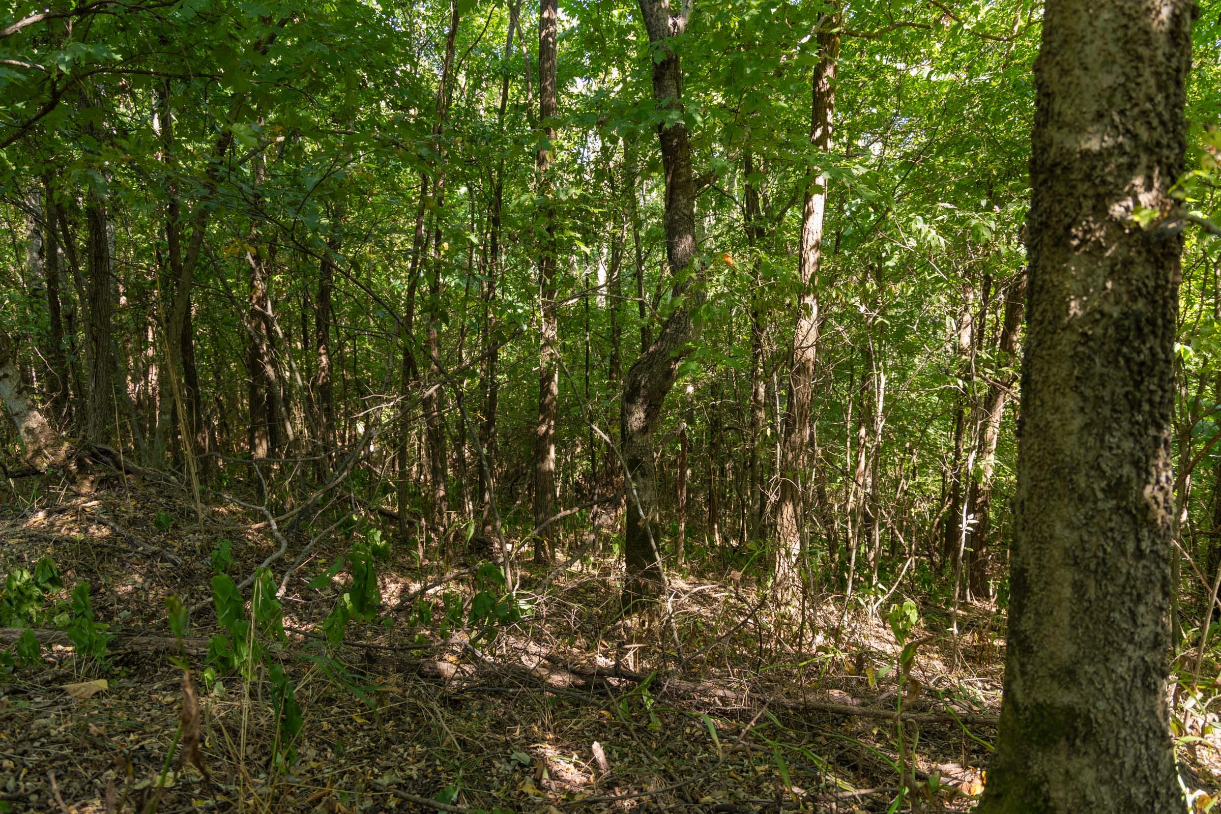 Big White Oak Tract 112 photo 7