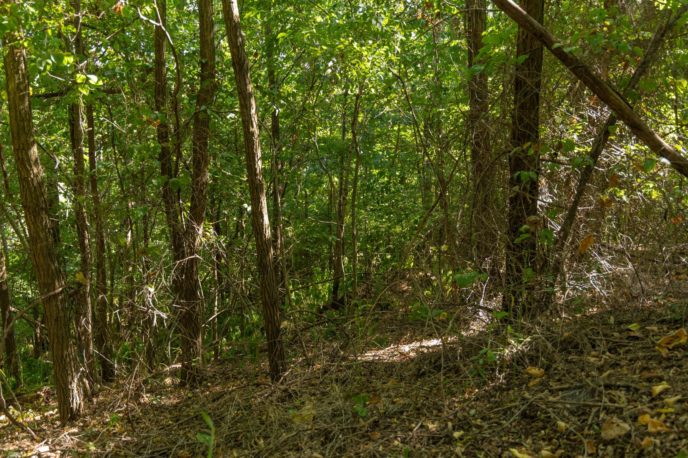 Big White Oak Tract 112 photo 6