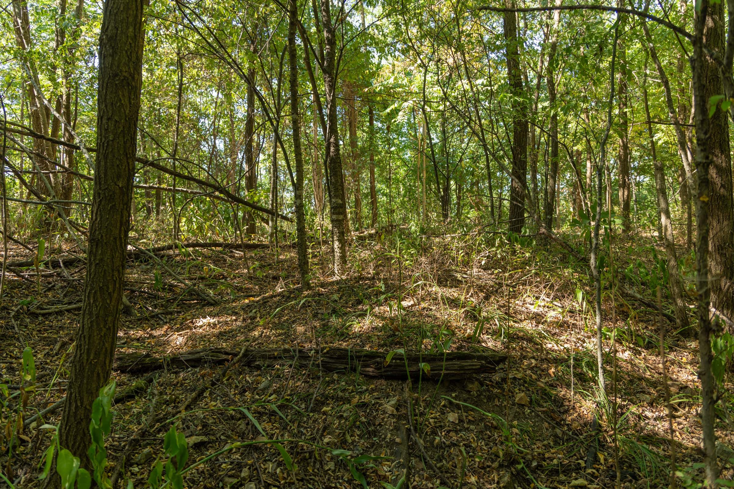 Big White Oak Tract 112 photo 5