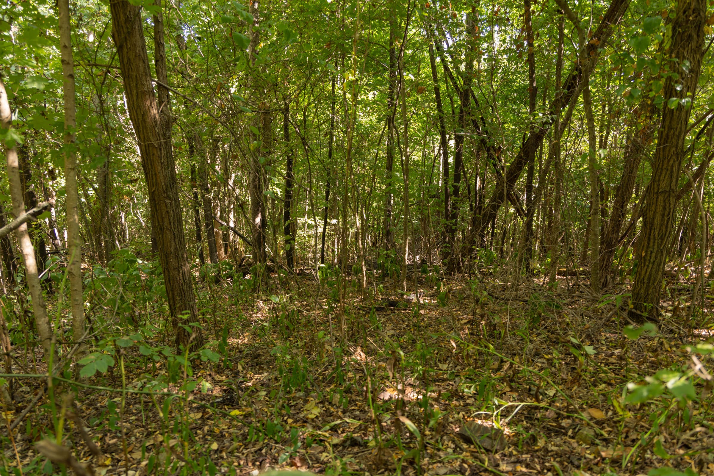Big White Oak Tract 112 photo 4