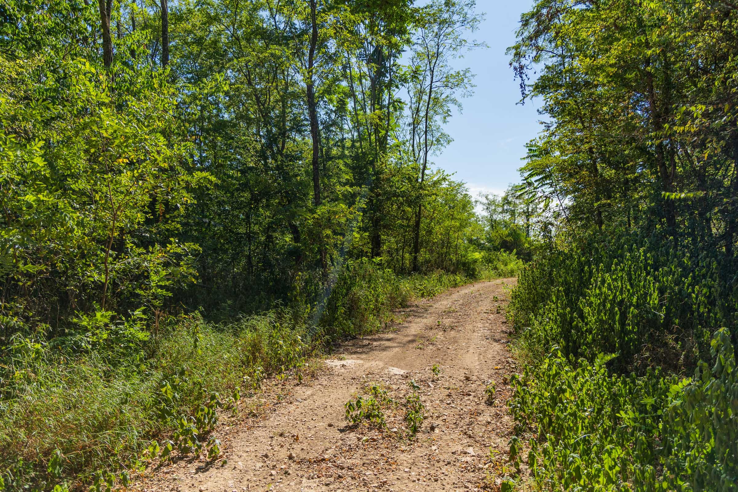 Big White Oak Tract 112 photo 2