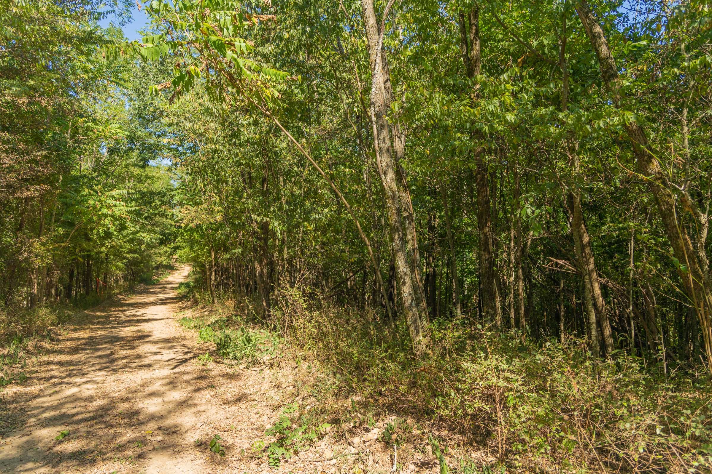 Big White Oak Tract 112 photo 3