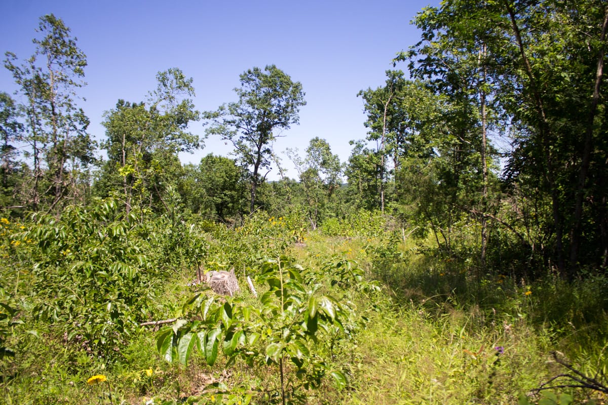 Timber Crossing Tract 12 photo 1