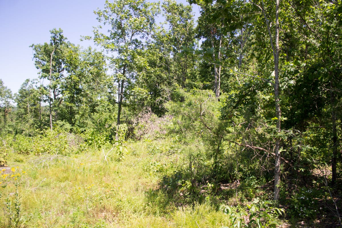 Timber Crossing Tract 12 photo 3