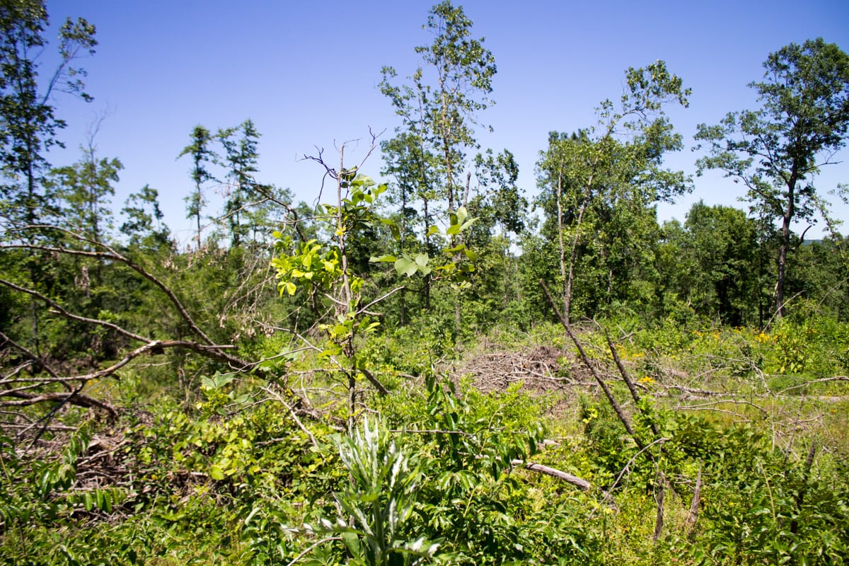Timber Crossing Tract 12 photo 4