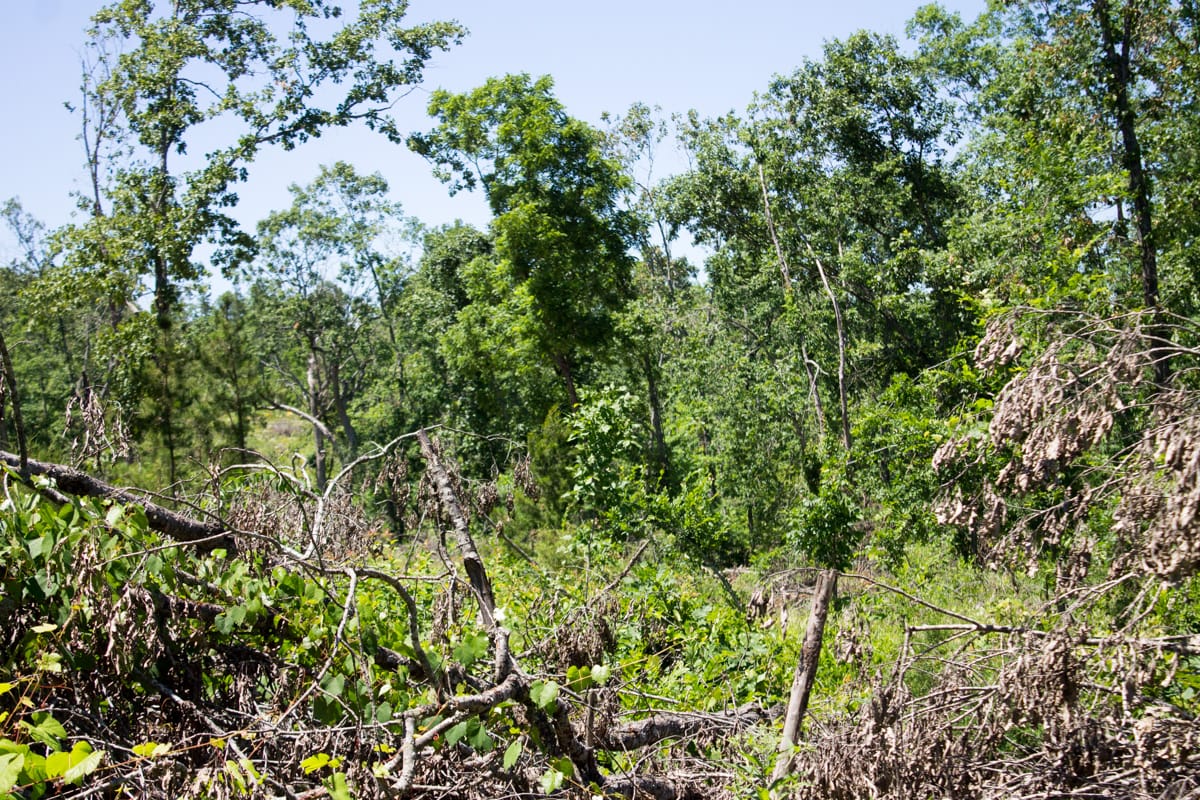Timber Crossing Tract 12 photo 5
