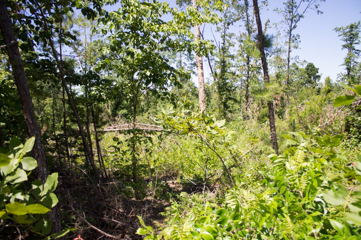 Timber Crossing Tract 12 photo 7