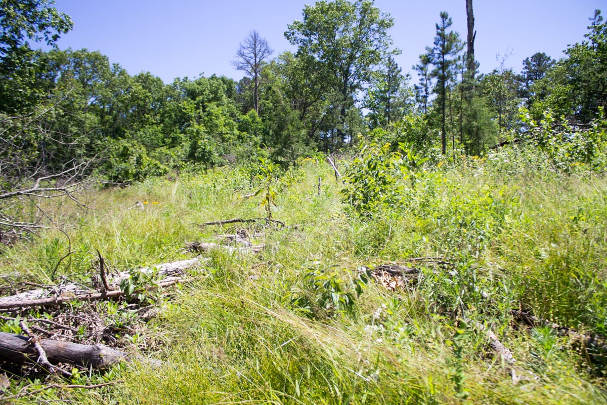 Timber Crossing Tract 12 photo 8
