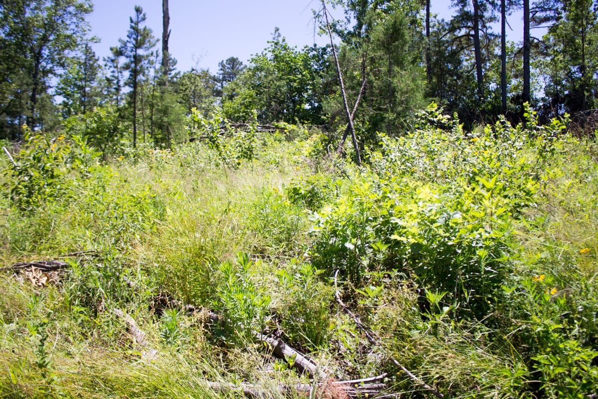 Timber Crossing Tract 12 photo 9