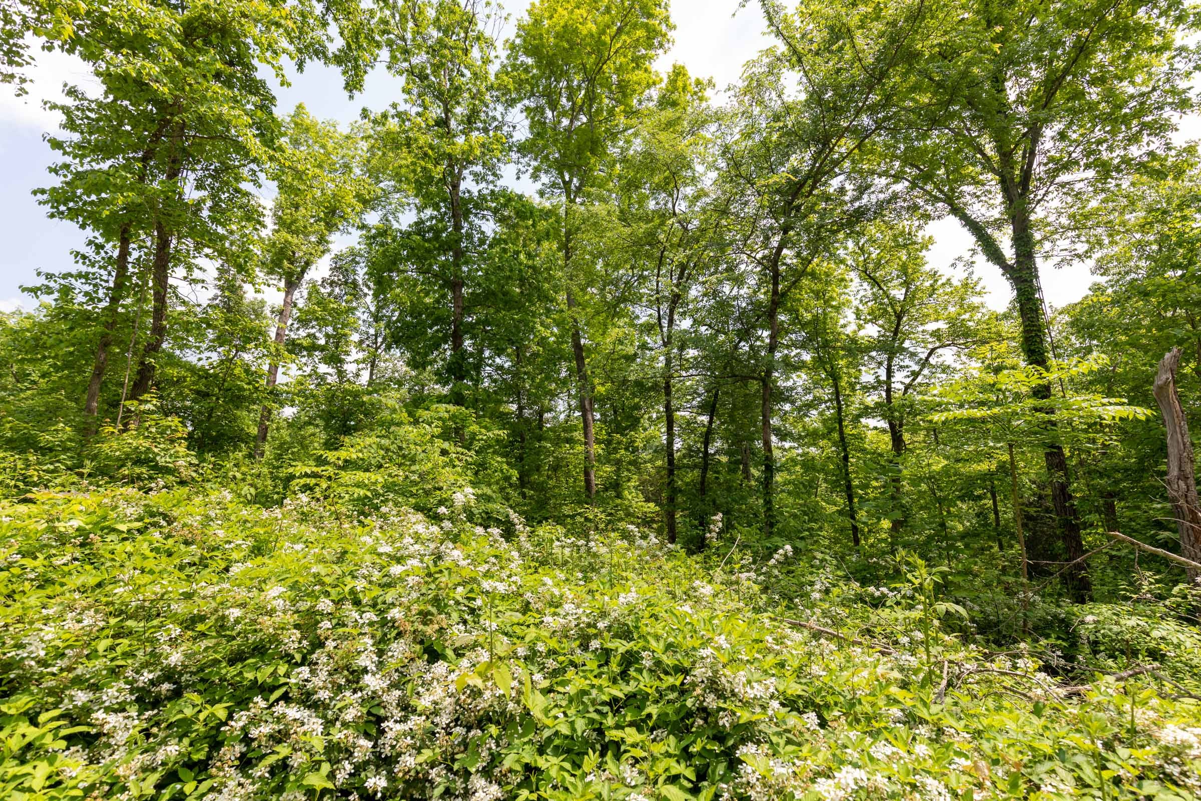Cedar Creek Tract 30 photo 2