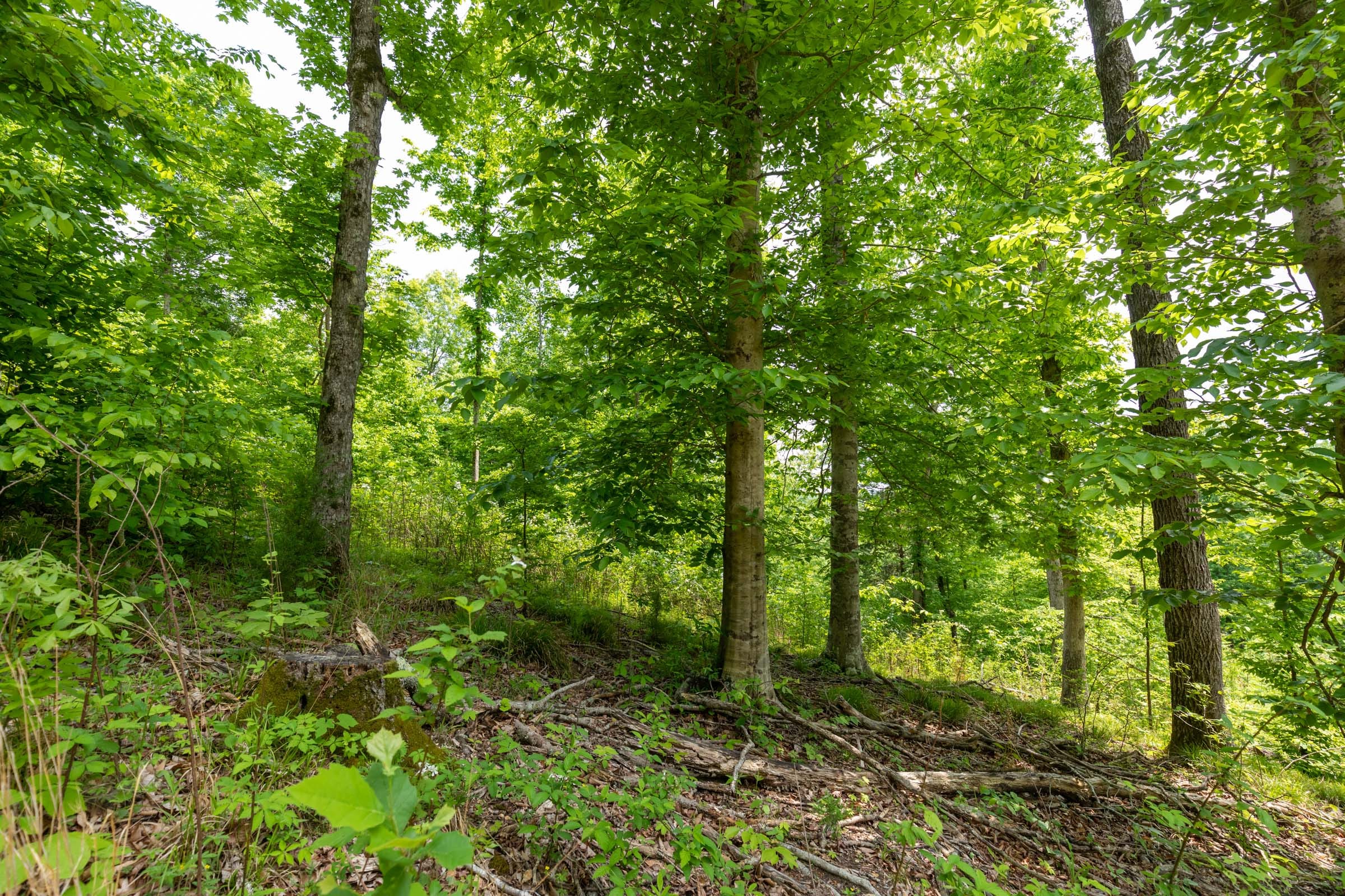 Cedar Creek Tract 30 photo 7
