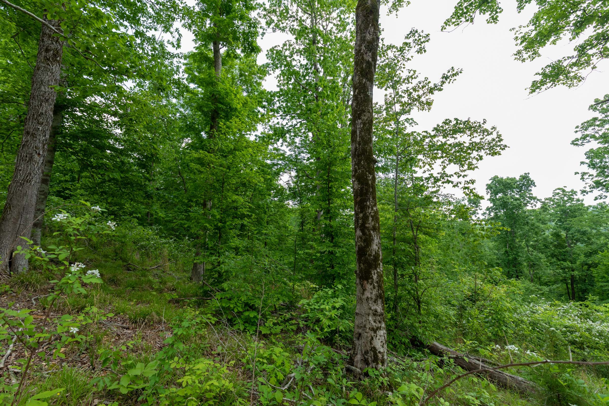 Cedar Creek Tract 30 photo 9