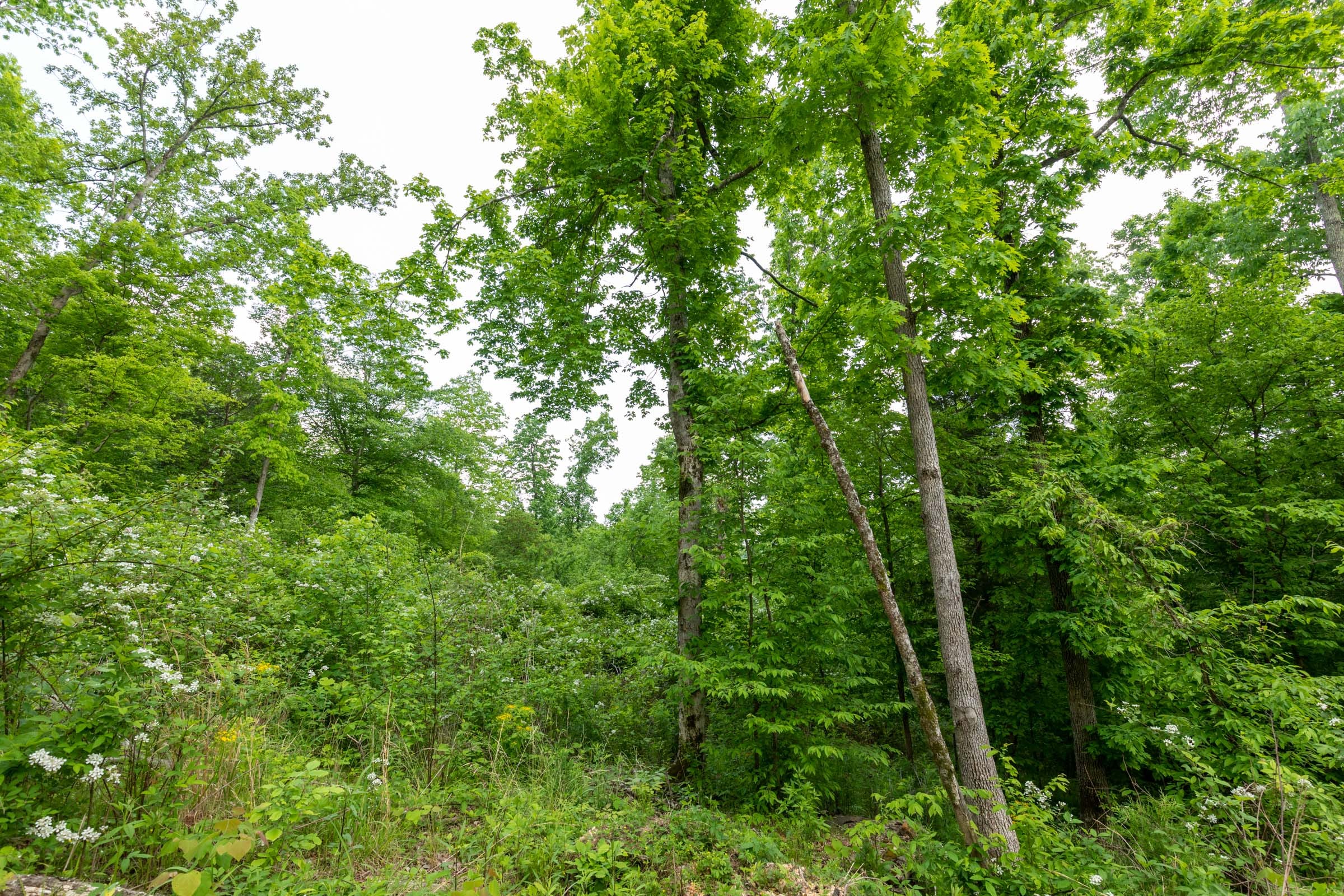 Cedar Creek Tract 30 photo 5