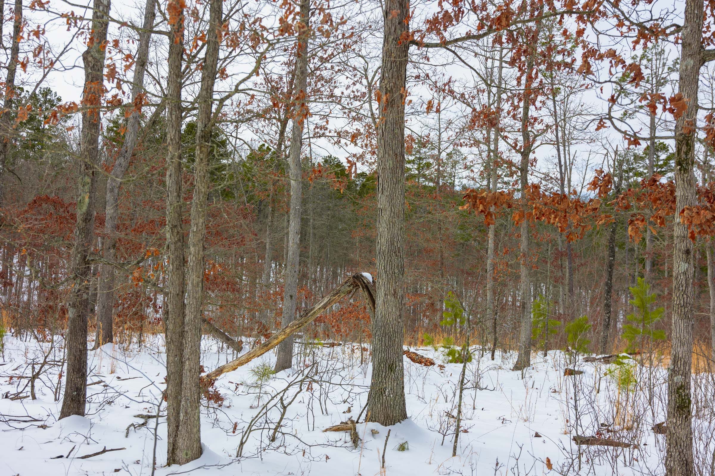 Sleepy Hollow Phase I Tract 7 photo 14