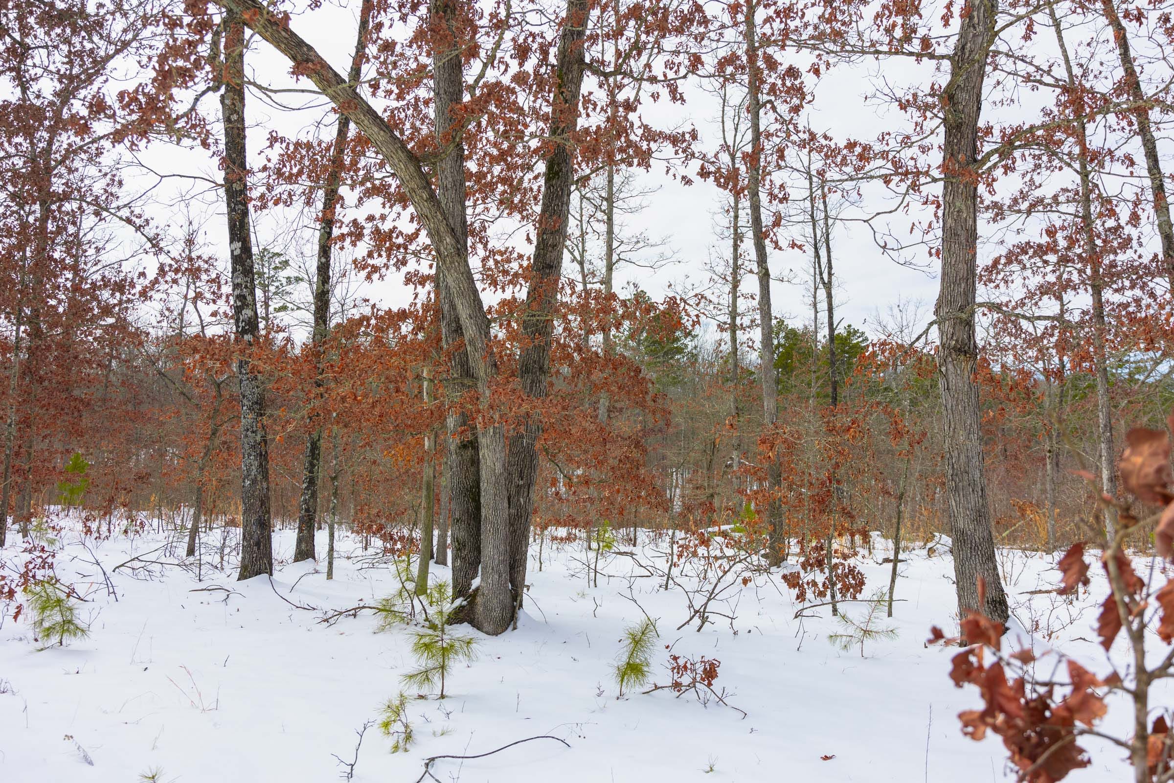 Sleepy Hollow Phase I Tract 7 photo 9