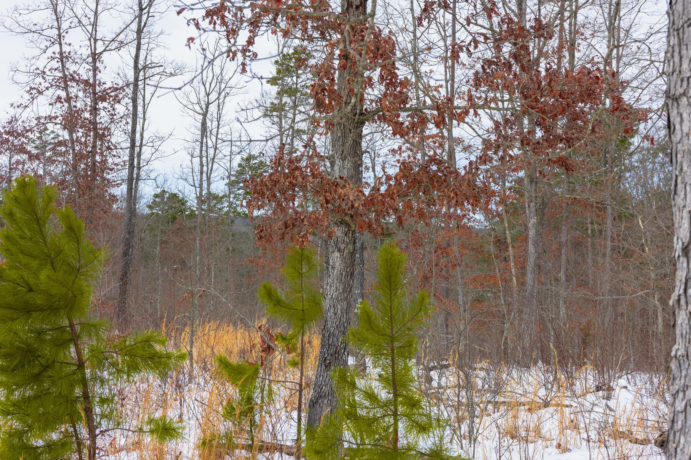 Sleepy Hollow Phase I Tract 7 photo 6