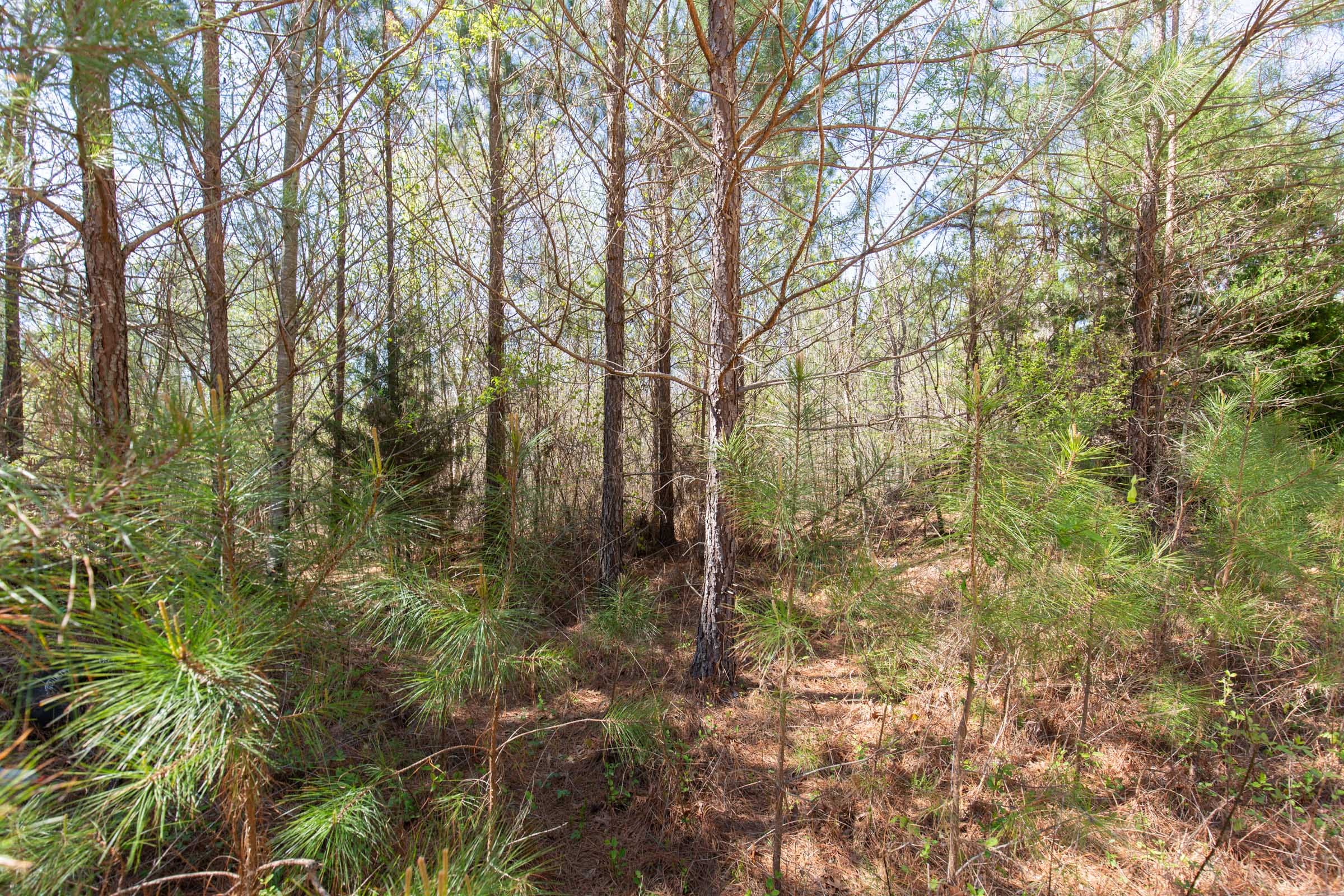 Southern Hills Tract 1 photo 5