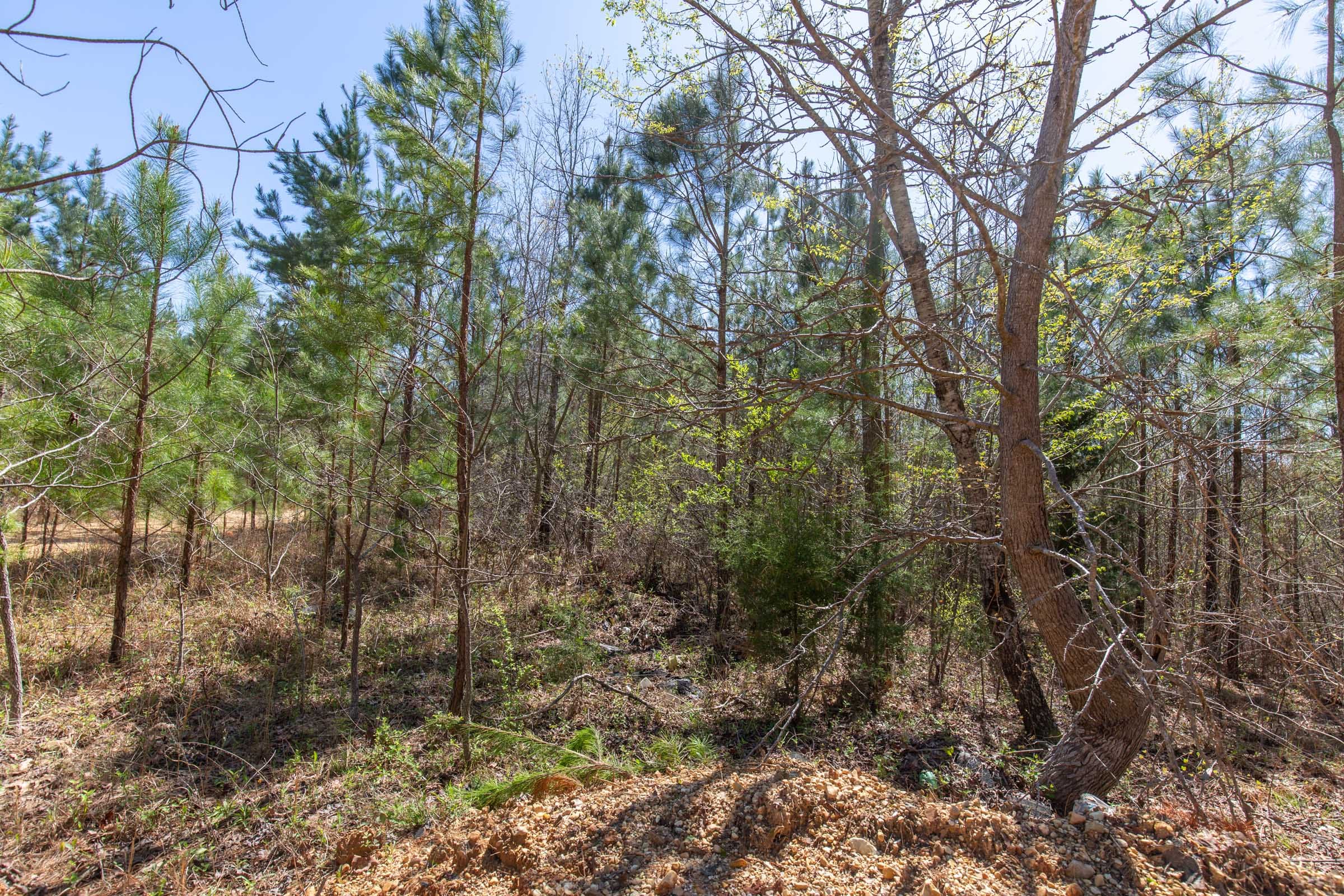 Southern Hills Tract 1 photo 7