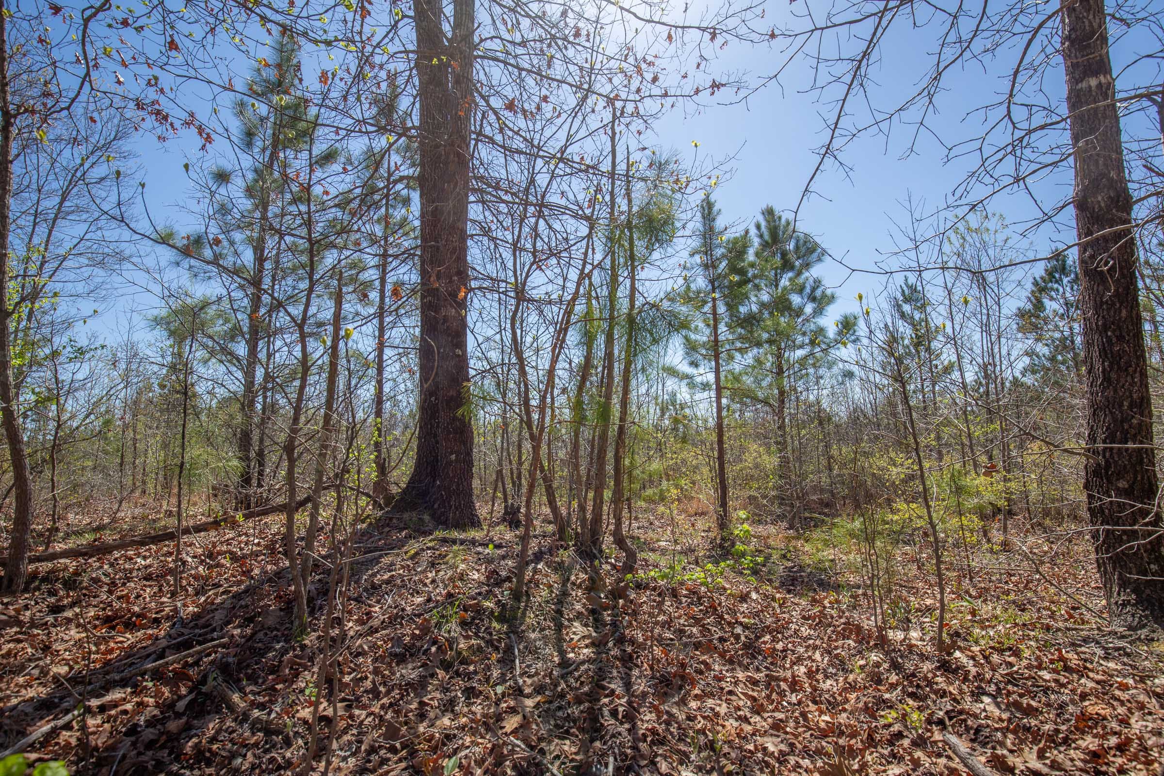 Southern Hills Tract 1 photo 16