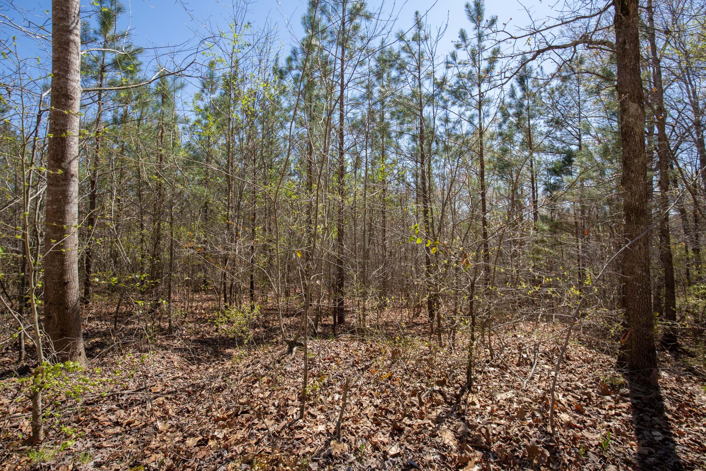 Southern Hills Tract 1 photo 13
