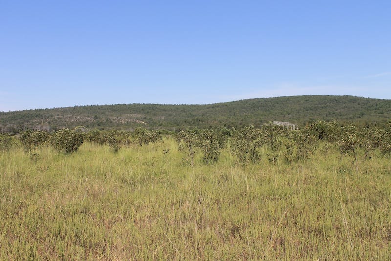 Daisy Meadows Tract 30 photo 2
