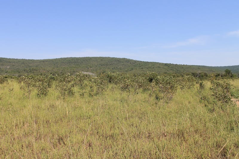 Daisy Meadows Tract 30 photo 4