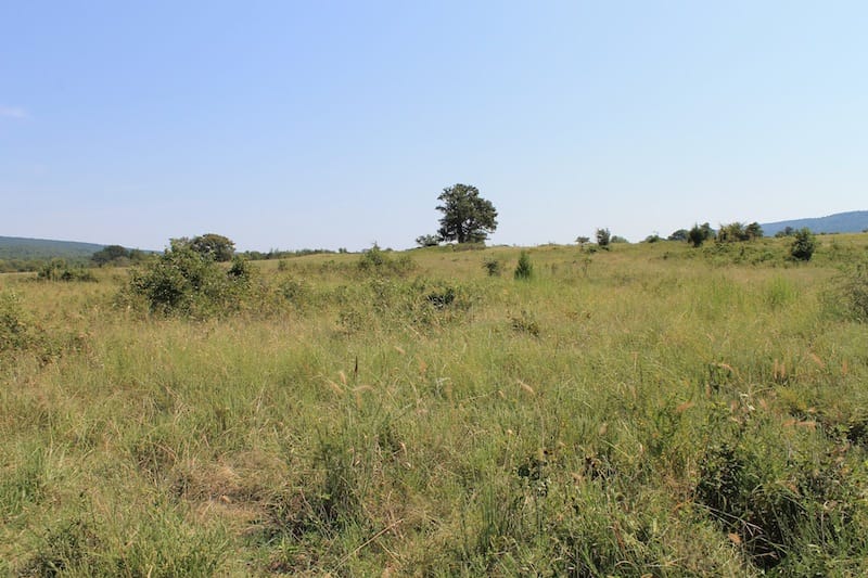 Daisy Meadows Tract 30 photo 5