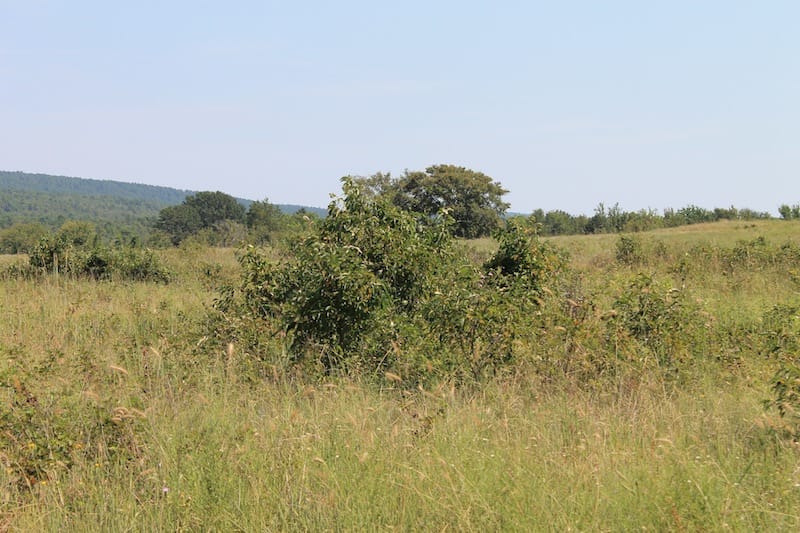 Daisy Meadows Tract 30 photo 6