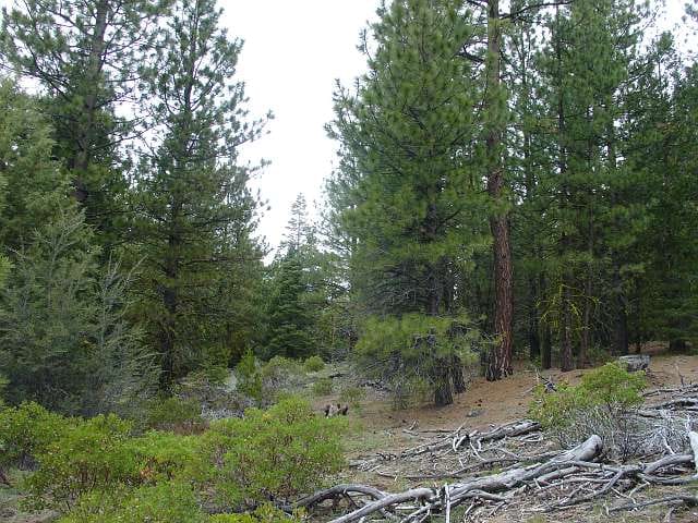 California Pines Tract 67 photo 2
