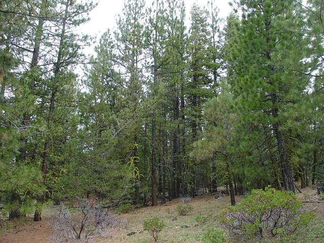 California Pines Tract 67 photo 5