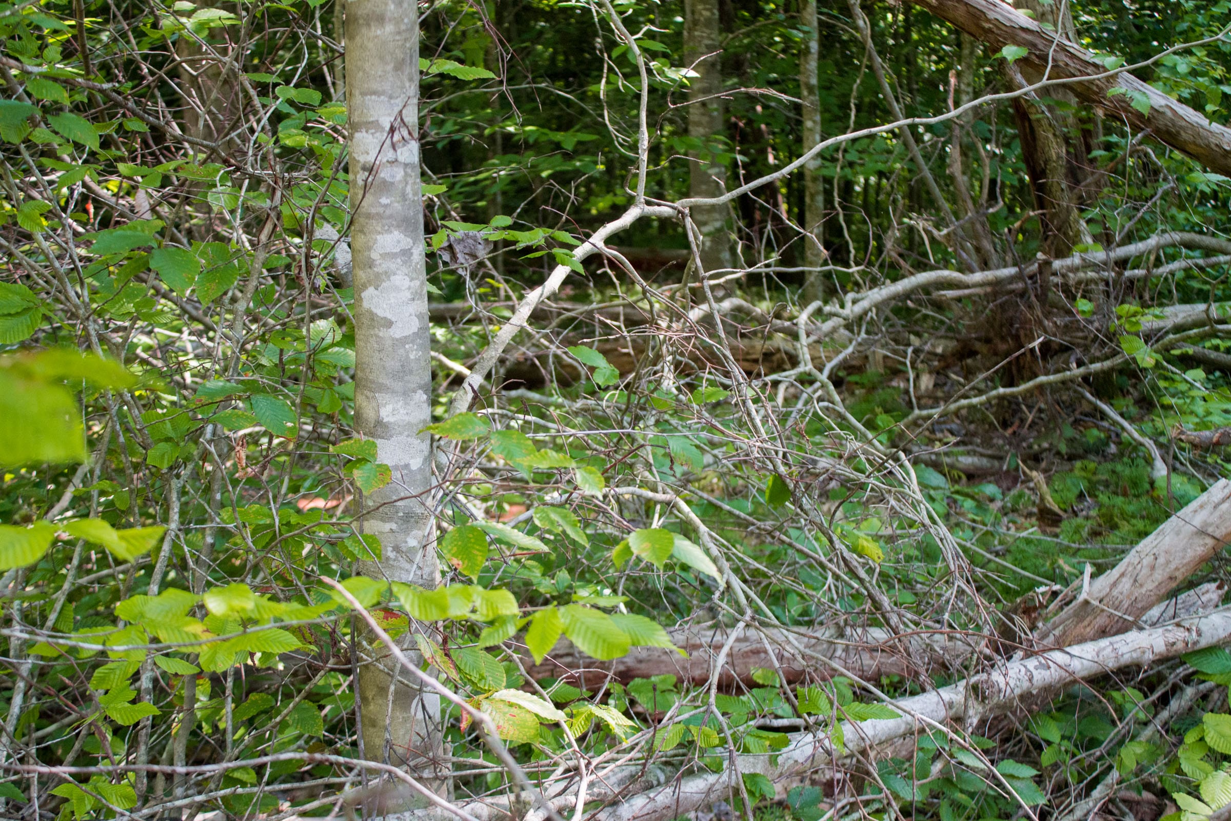 Bluewater Ridge Tract 23 photo 11