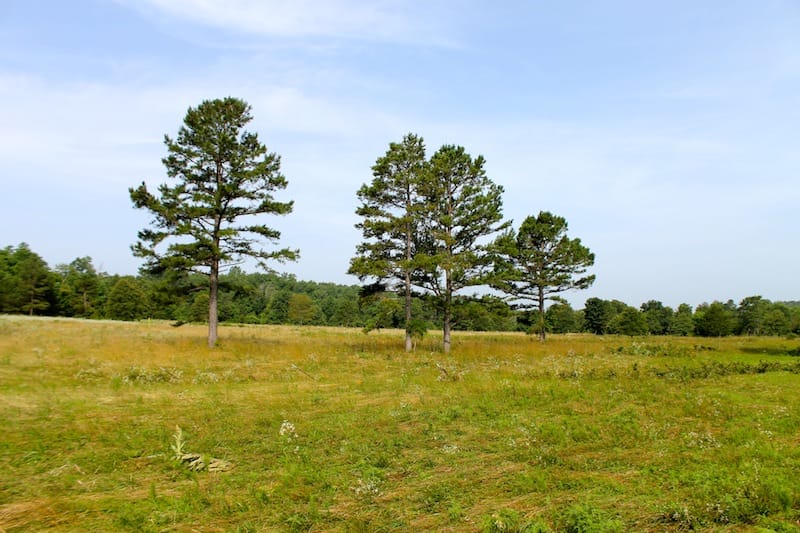 Green Mountain Ranch Tract 12 photo 4