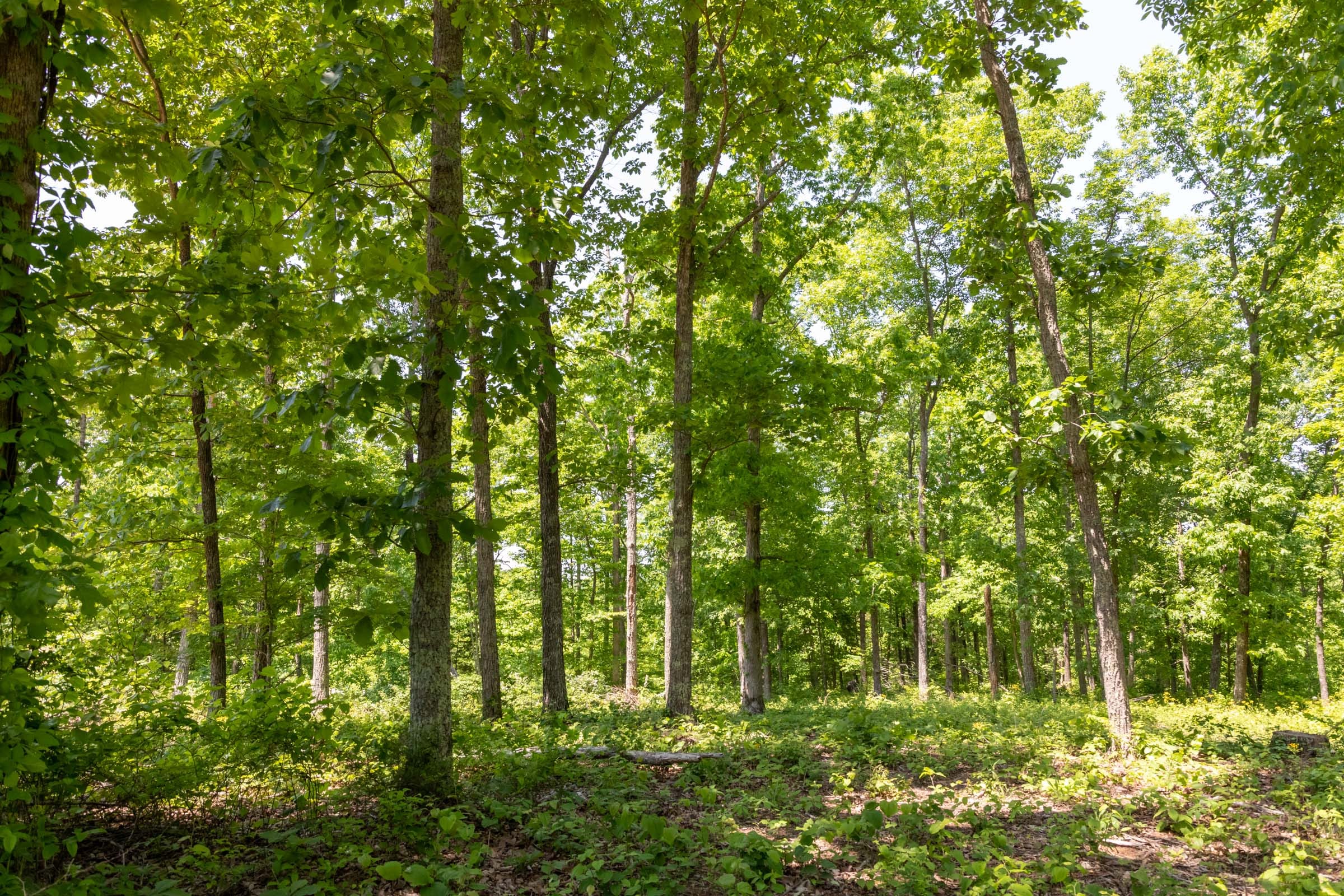Cedar Creek Tract 66 photo 2