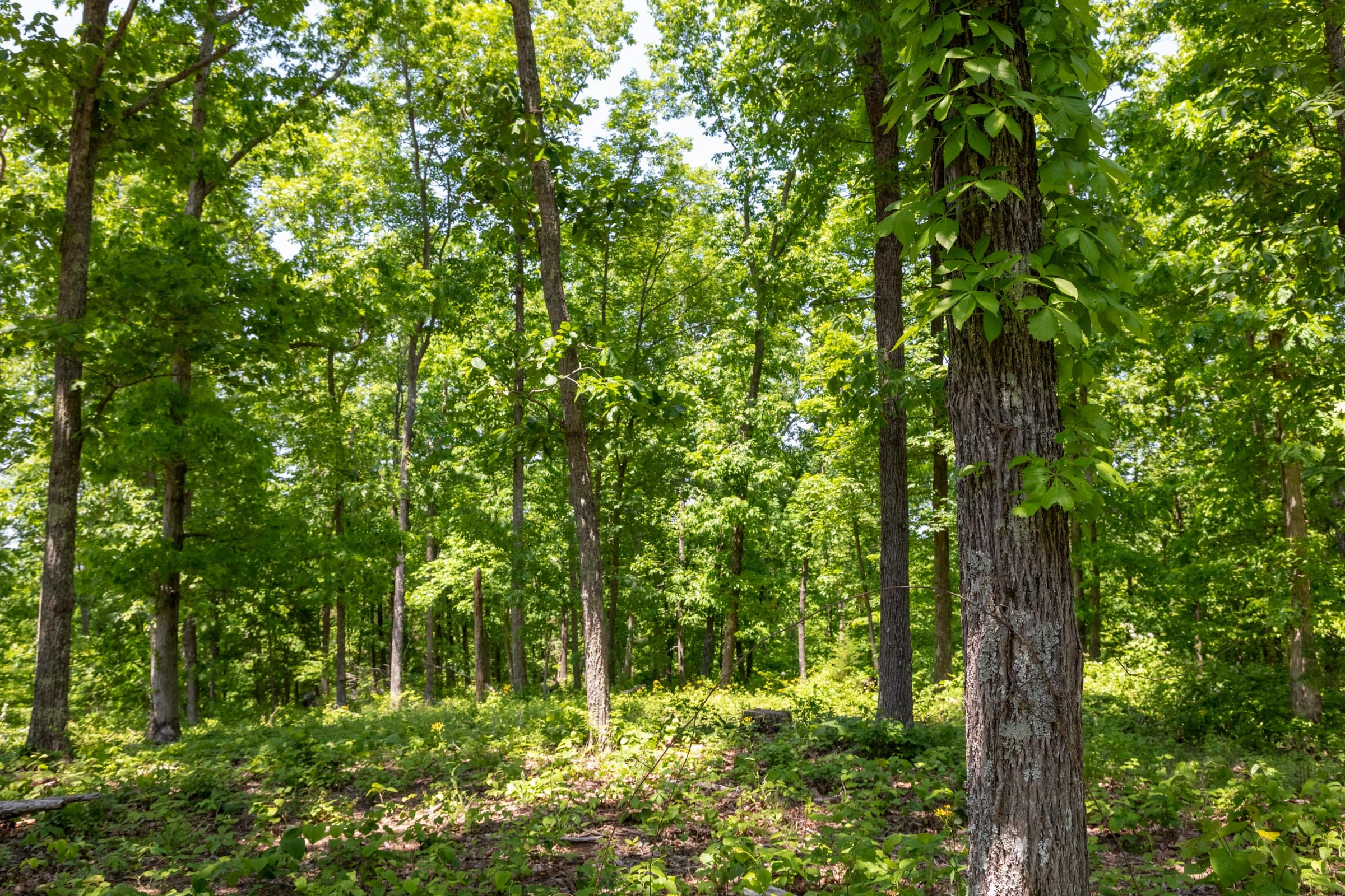 Cedar Creek Tract 66 photo 3