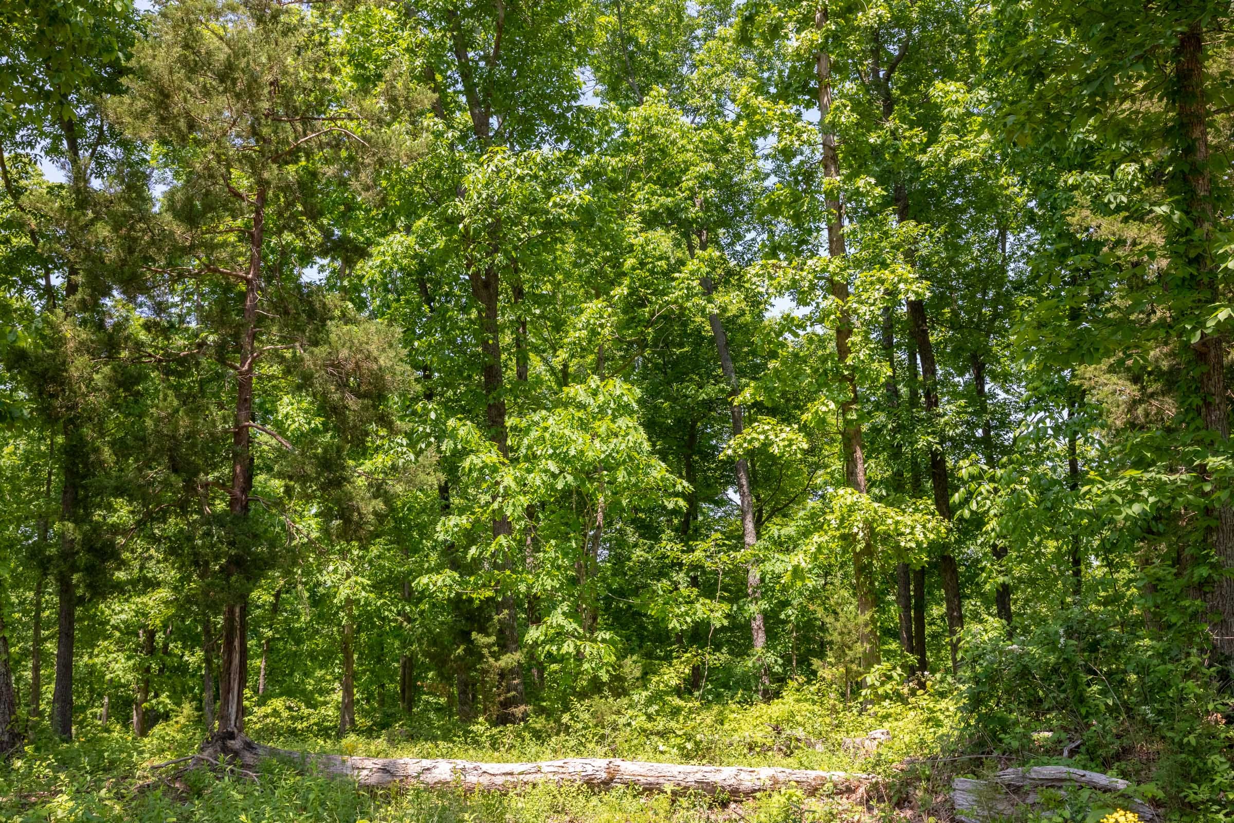 Cedar Creek Tract 66 photo 4