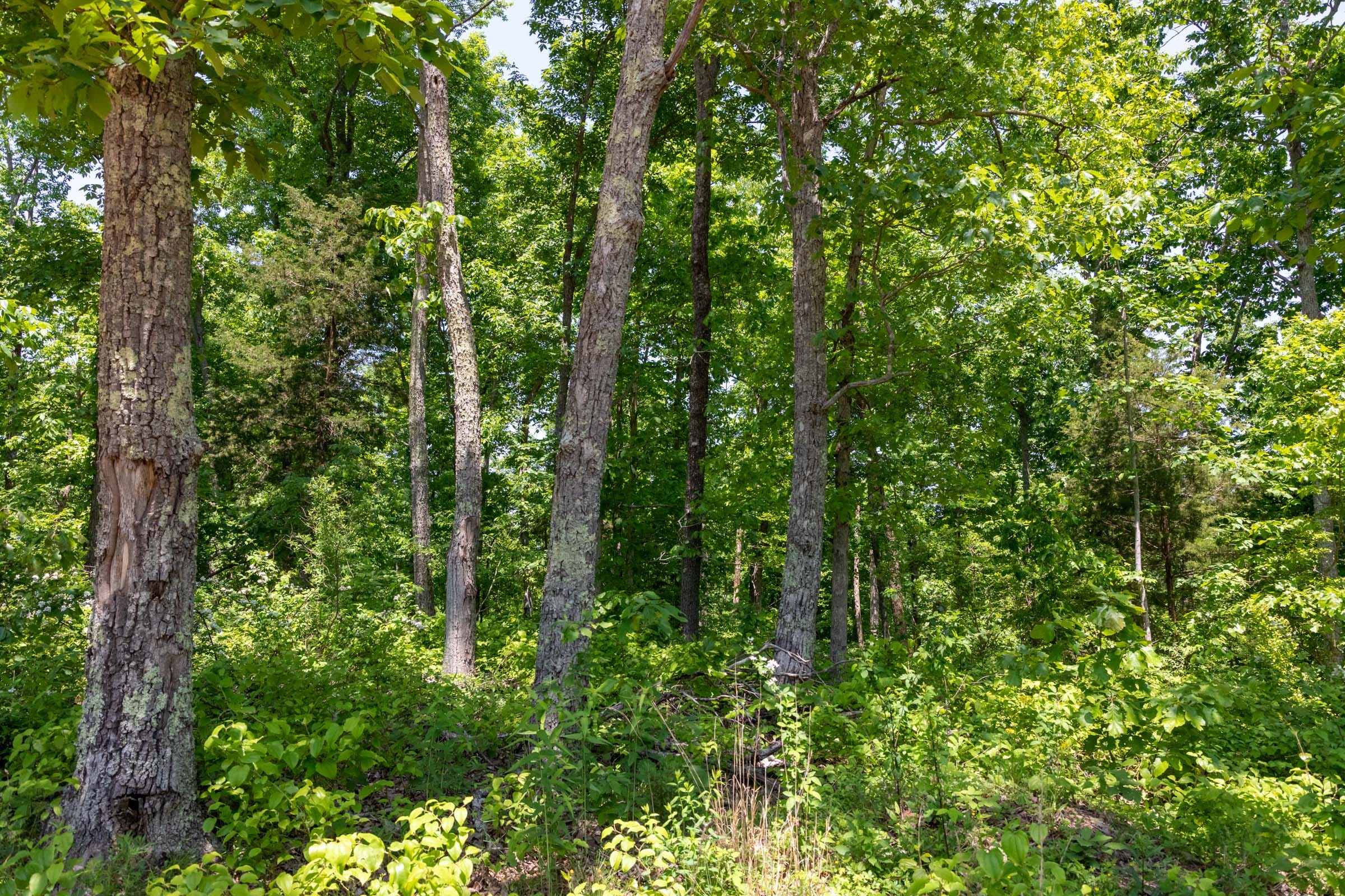 Cedar Creek Tract 66 photo 5