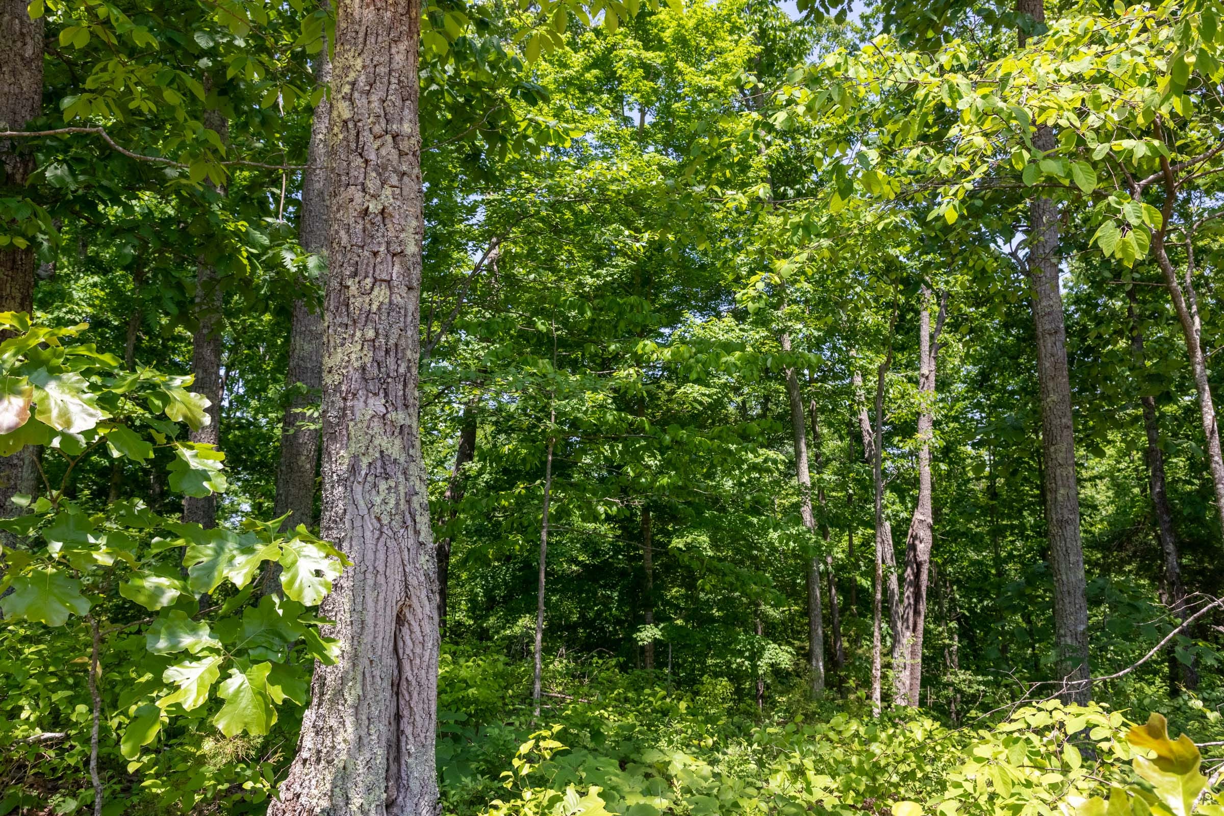 Cedar Creek Tract 66 photo 7