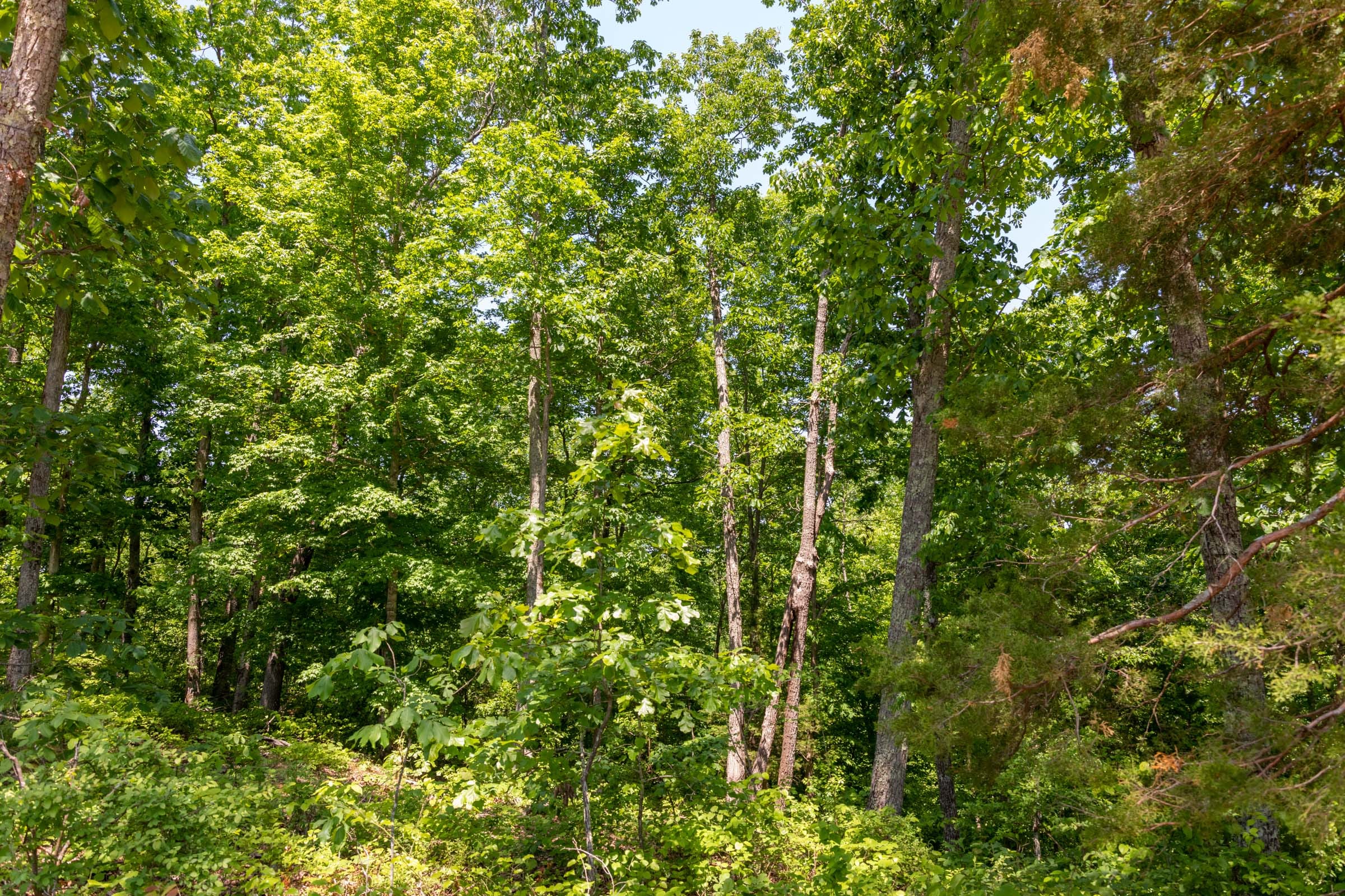 Cedar Creek Tract 66 photo 9