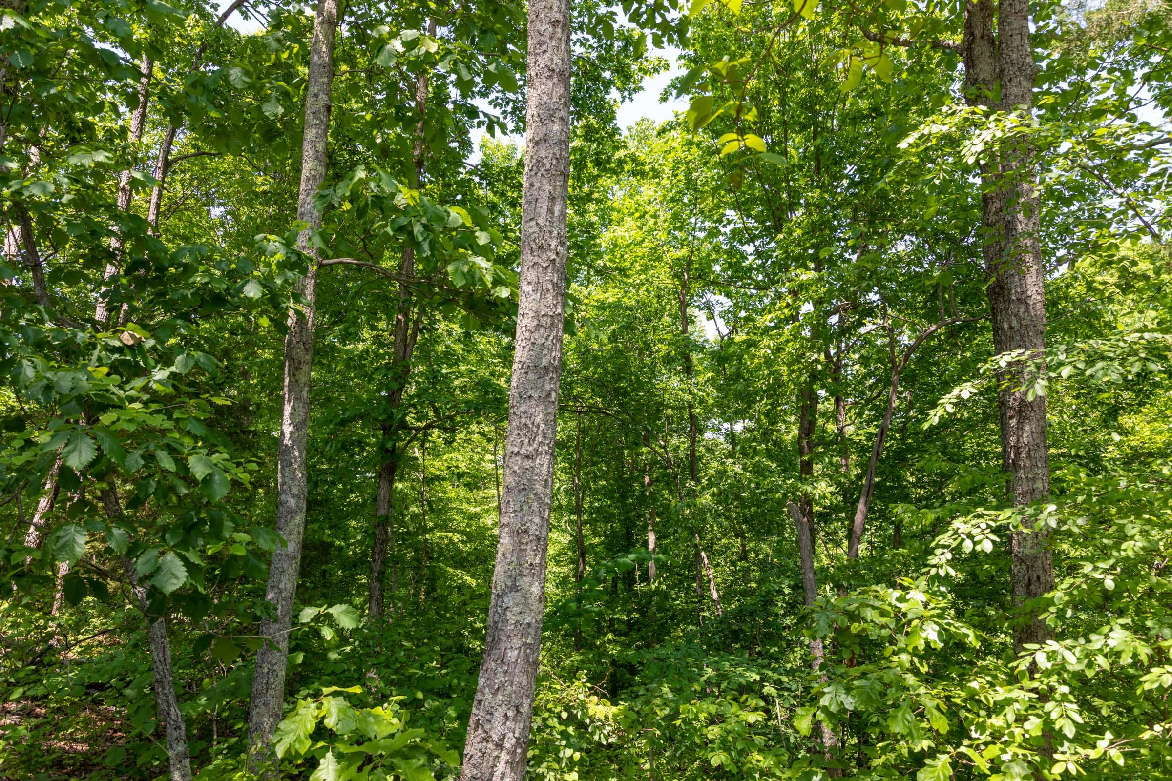 Cedar Creek Tract 66 photo 10