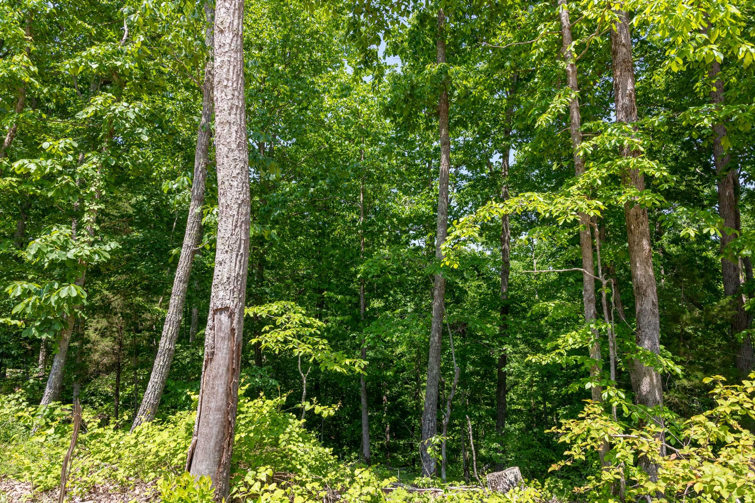 Cedar Creek Tract 66 photo 11