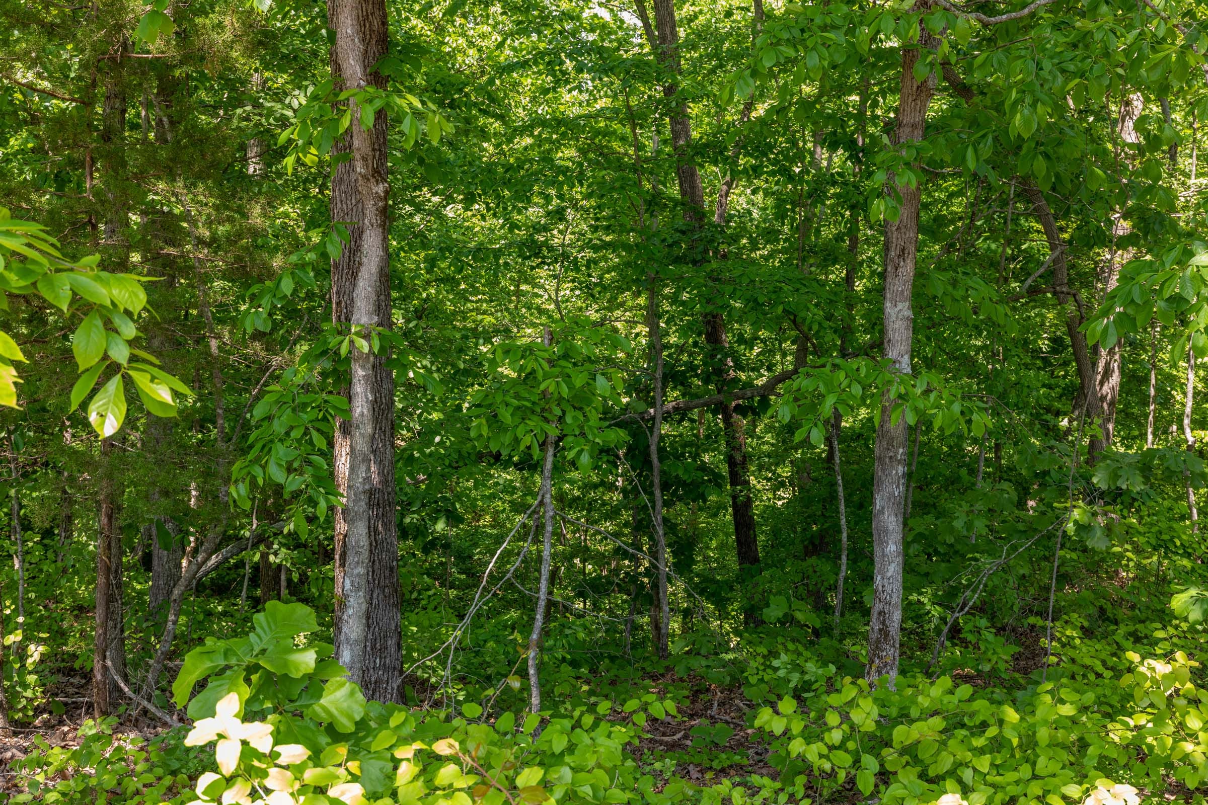 Cedar Creek Tract 66 photo 12